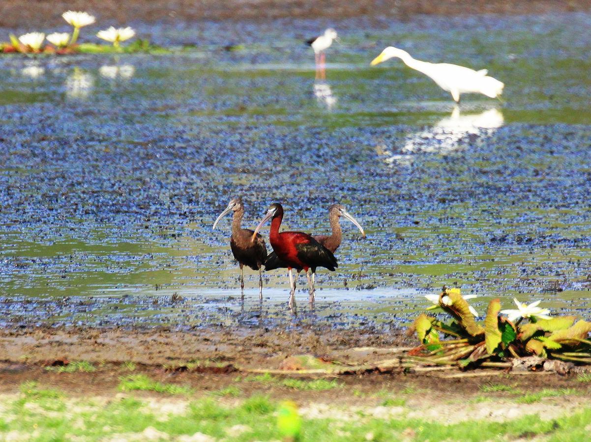 Вилла The Ibis - Wilpattu Путталам Экстерьер фото